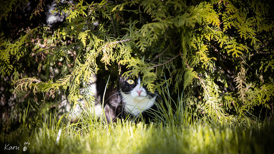 Cat With 100 Faces Cat With 100 Faces