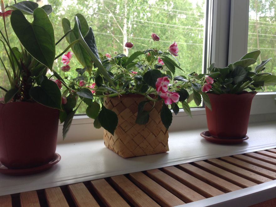 Birch Bark : How I Turned My Hobby Into Business Birch Bark : How I Turned My Hobby Into Business