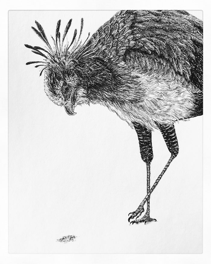 13 Detailed Birds Made With A Single Pen! All Drawn By Bas Geeraets