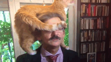 The Way This Polish Academic ‘Reacts’ When Cat Interrupts His Serious Interview Amuses The Internet The Way This Polish Academic ‘Reacts’ When Cat Interrupts His Serious Interview Amuses The Internet
