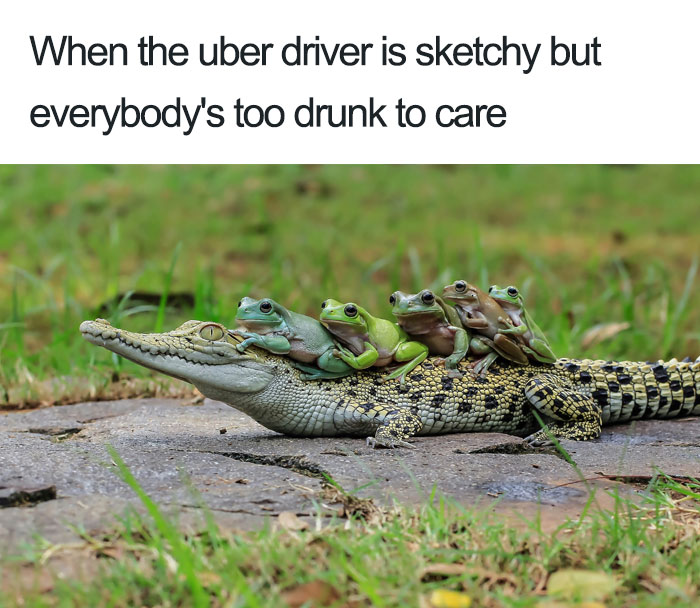 20 Hilarious Uber Animal Memes 20 Hilarious Uber Animal Memes