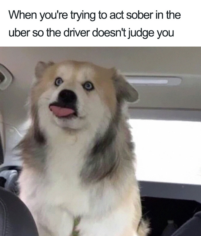 20 Hilarious Uber Animal Memes 20 Hilarious Uber Animal Memes
