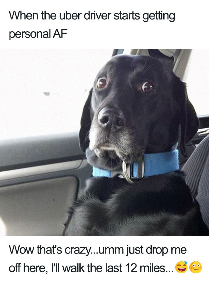 20 Hilarious Uber Animal Memes 20 Hilarious Uber Animal Memes