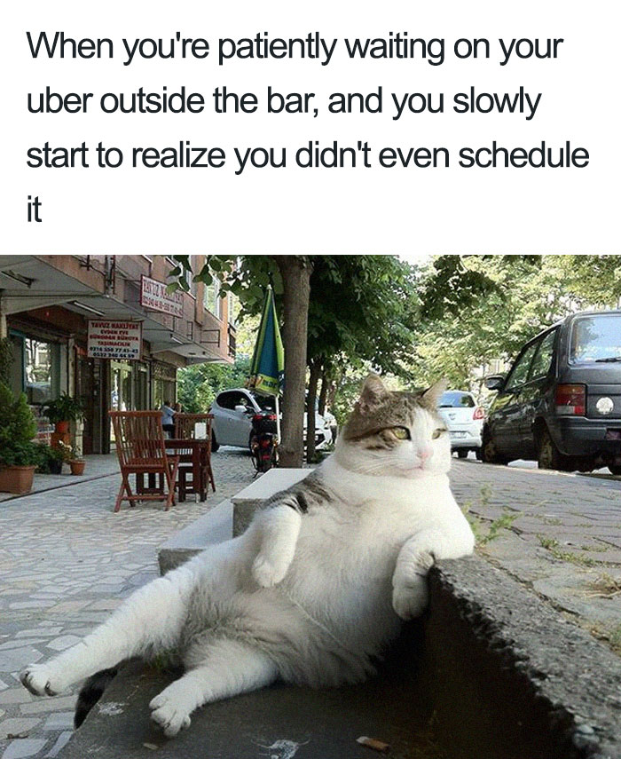 20 Hilarious Uber Animal Memes 20 Hilarious Uber Animal Memes