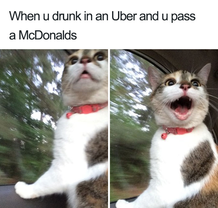 20 Hilarious Uber Animal Memes 20 Hilarious Uber Animal Memes