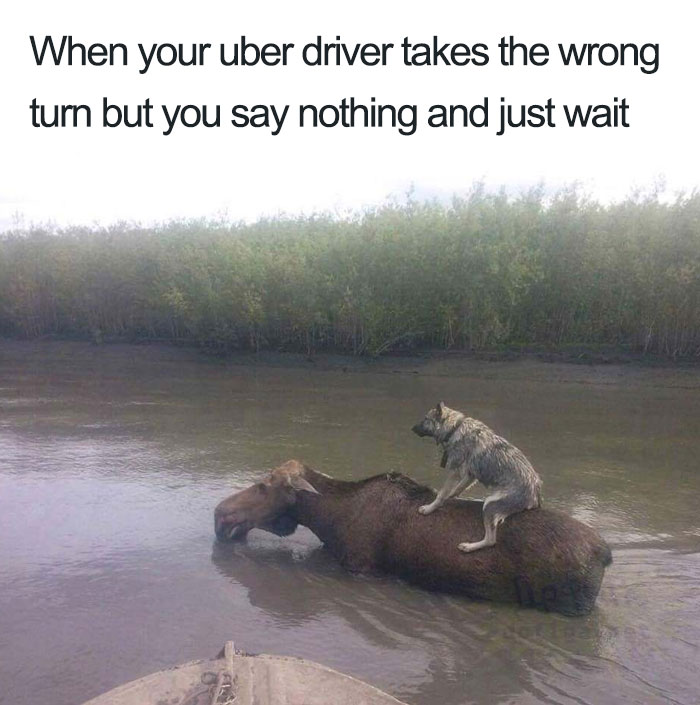 20 Hilarious Uber Animal Memes 20 Hilarious Uber Animal Memes