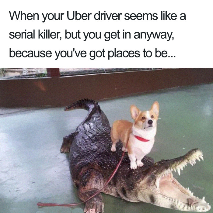 20 Hilarious Uber Animal Memes 20 Hilarious Uber Animal Memes