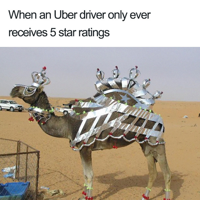 20 Hilarious Uber Animal Memes 20 Hilarious Uber Animal Memes