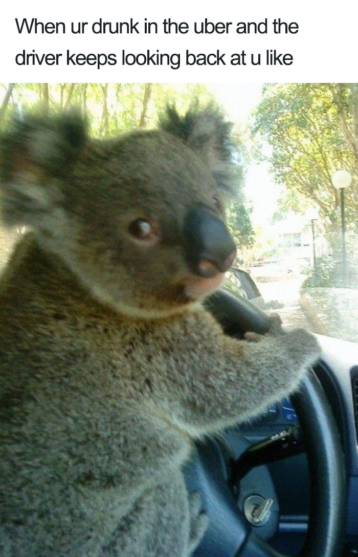 20 Hilarious Uber Animal Memes 20 Hilarious Uber Animal Memes