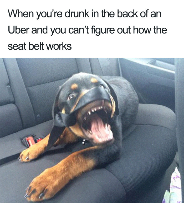 20 Hilarious Uber Animal Memes 20 Hilarious Uber Animal Memes