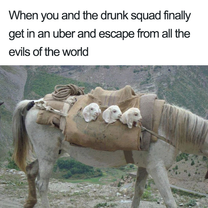 20 Hilarious Uber Animal Memes 20 Hilarious Uber Animal Memes
