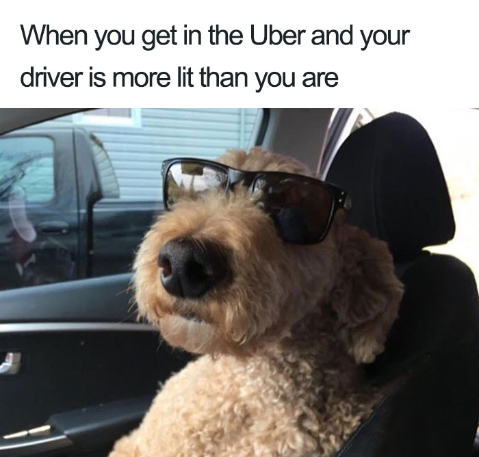 20 Hilarious Uber Animal Memes 20 Hilarious Uber Animal Memes