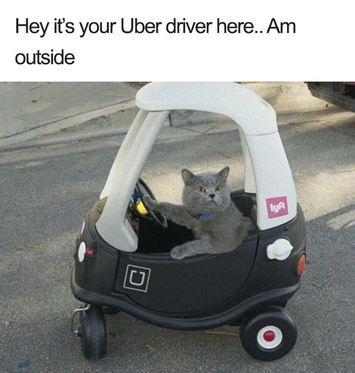 20 Hilarious Uber Animal Memes 20 Hilarious Uber Animal Memes