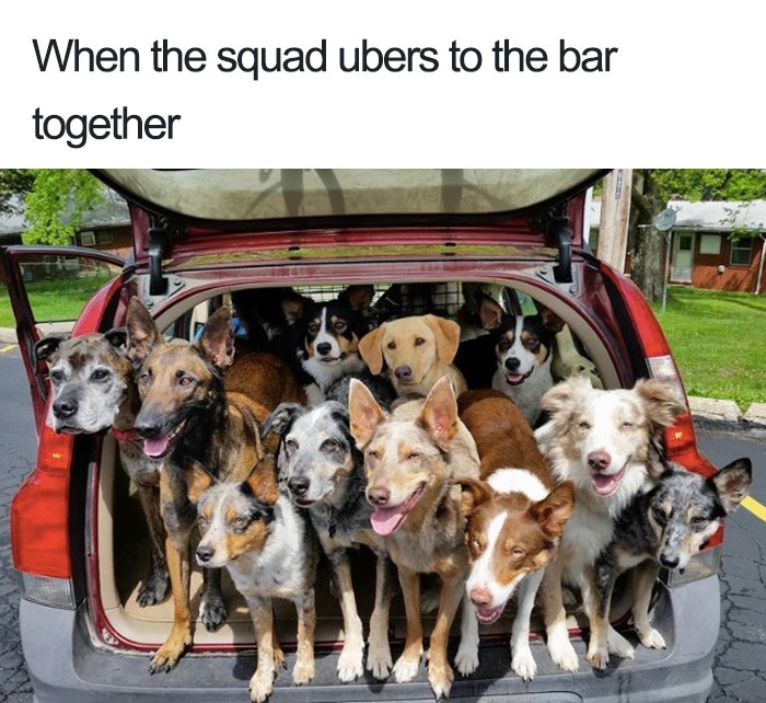20 Hilarious Uber Animal Memes 20 Hilarious Uber Animal Memes