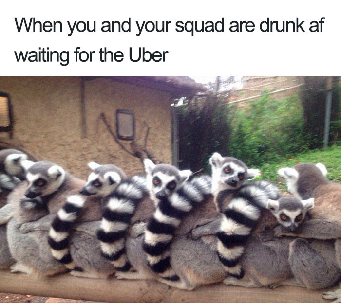 20 Hilarious Uber Animal Memes 20 Hilarious Uber Animal Memes