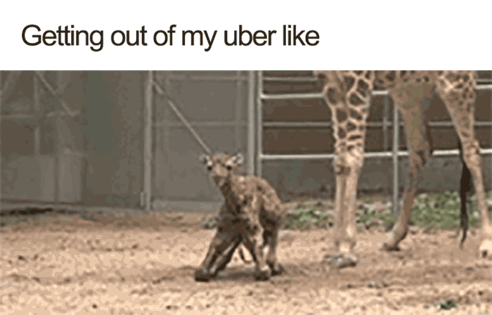 20 Hilarious Uber Animal Memes 20 Hilarious Uber Animal Memes