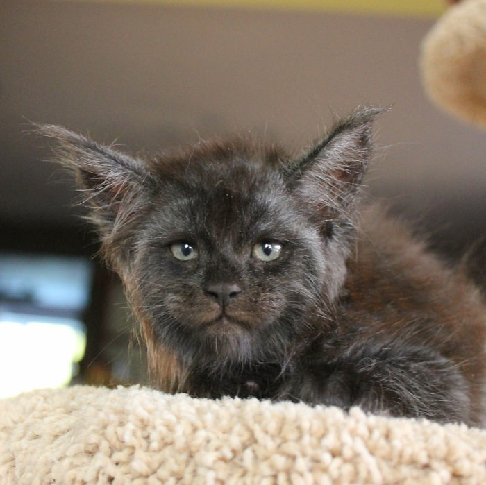 This Cat With A Human-Like Face Is Going Viral, And We Can’t Unsee It This Cat With A Human-Like Face Is Going Viral, And We Can’t Unsee It