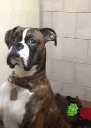 216 Hilarious Photos That Prove Boxers Are The Weirdest Yet Most Adorable Dogs Ever