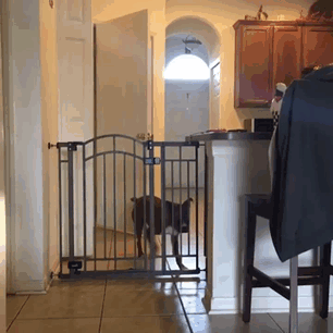 216 Hilarious Photos That Prove Boxers Are The Weirdest Yet Most Adorable Dogs Ever