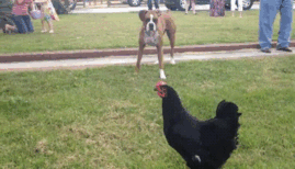216 Hilarious Photos That Prove Boxers Are The Weirdest Yet Most Adorable Dogs Ever