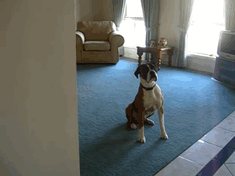 216 Hilarious Photos That Prove Boxers Are The Weirdest Yet Most Adorable Dogs Ever