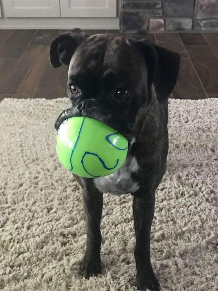 216 Hilarious Photos That Prove Boxers Are The Weirdest Yet Most Adorable Dogs Ever