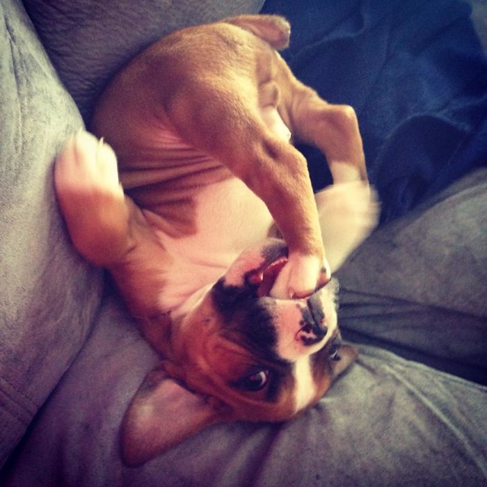 216 Hilarious Photos That Prove Boxers Are The Weirdest Yet Most Adorable Dogs Ever