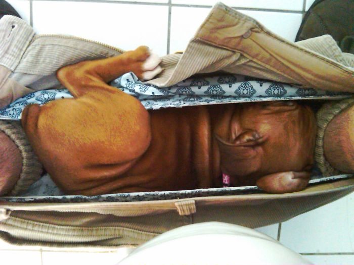 216 Hilarious Photos That Prove Boxers Are The Weirdest Yet Most Adorable Dogs Ever