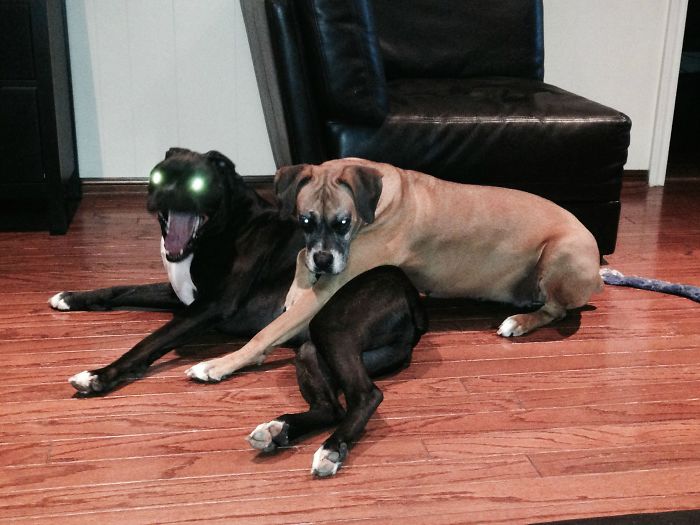 216 Hilarious Photos That Prove Boxers Are The Weirdest Yet Most Adorable Dogs Ever
