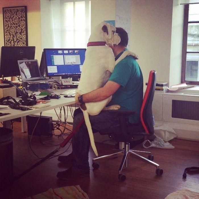 216 Hilarious Photos That Prove Boxers Are The Weirdest Yet Most Adorable Dogs Ever