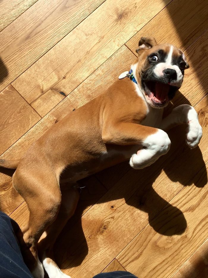 216 Hilarious Photos That Prove Boxers Are The Weirdest Yet Most Adorable Dogs Ever