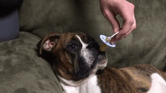 216 Hilarious Photos That Prove Boxers Are The Weirdest Yet Most Adorable Dogs Ever