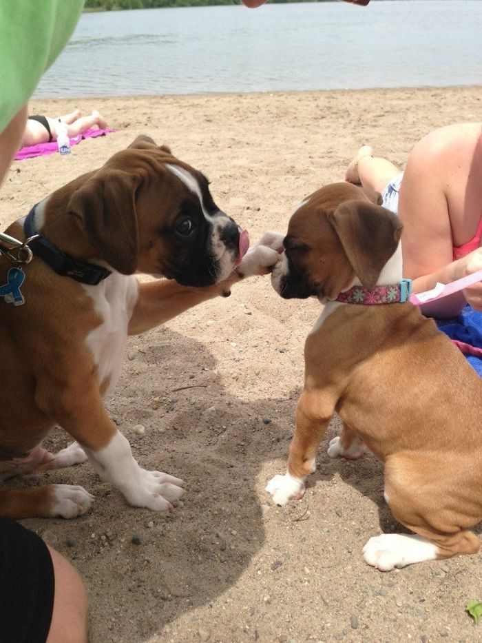 216 Hilarious Photos That Prove Boxers Are The Weirdest Yet Most Adorable Dogs Ever
