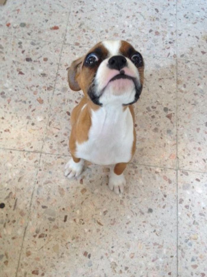 216 Hilarious Photos That Prove Boxers Are The Weirdest Yet Most Adorable Dogs Ever