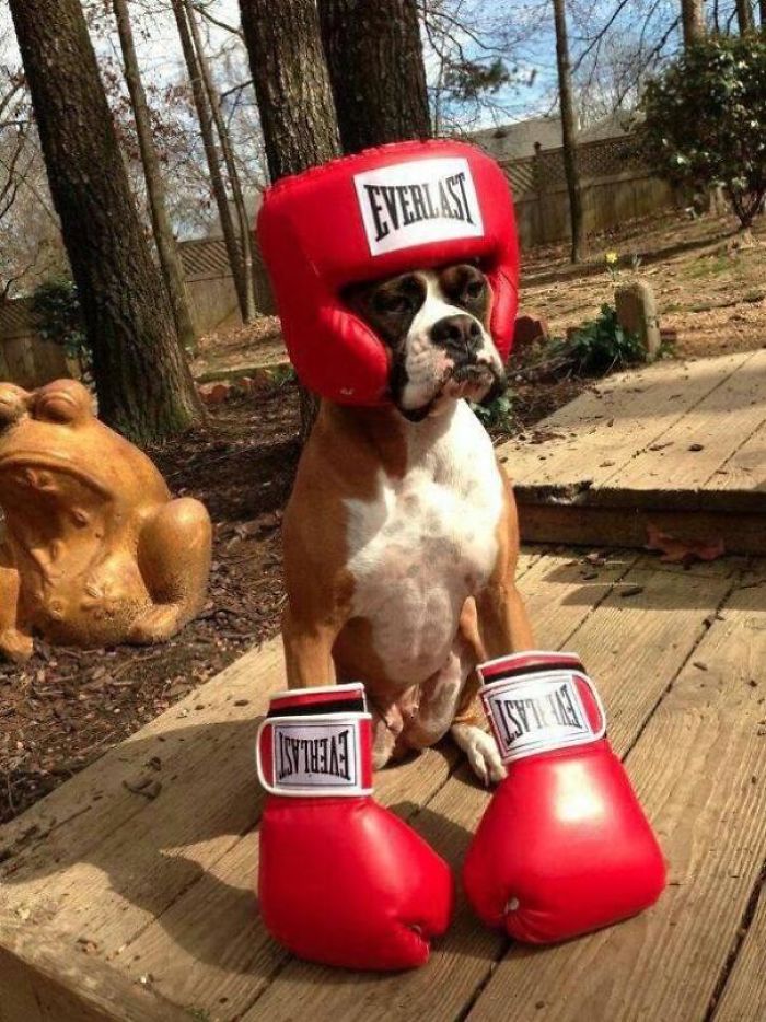 216 Hilarious Photos That Prove Boxers Are The Weirdest Yet Most Adorable Dogs Ever