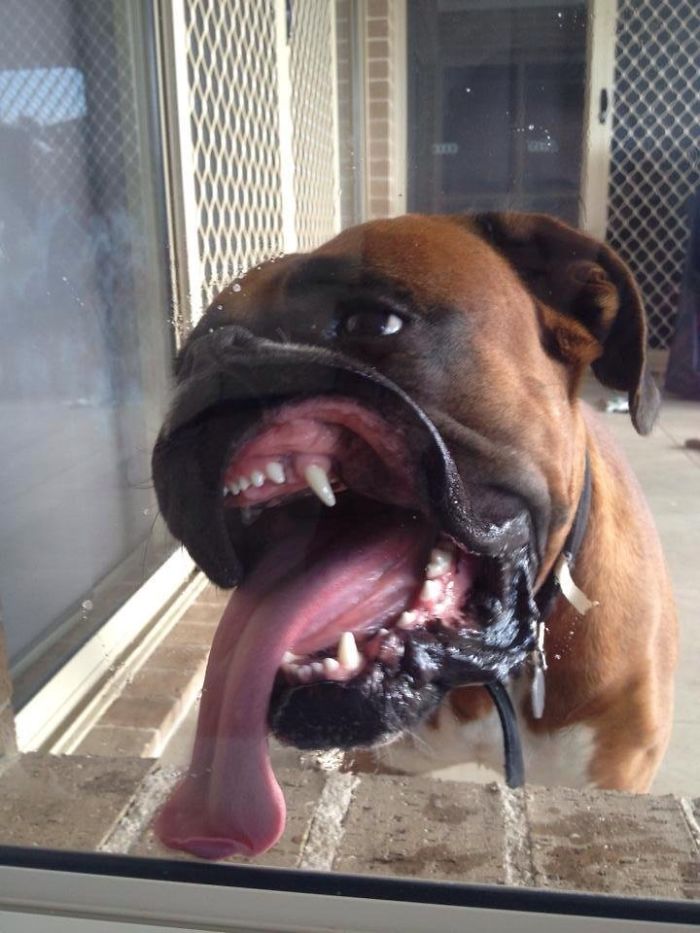 216 Hilarious Photos That Prove Boxers Are The Weirdest Yet Most Adorable Dogs Ever