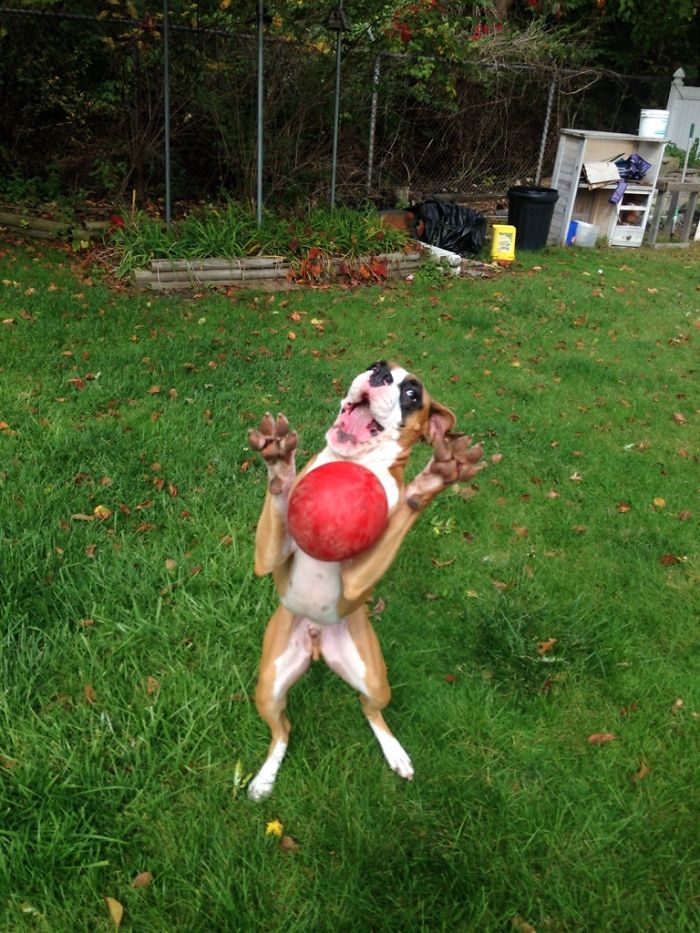 216 Hilarious Photos That Prove Boxers Are The Weirdest Yet Most Adorable Dogs Ever