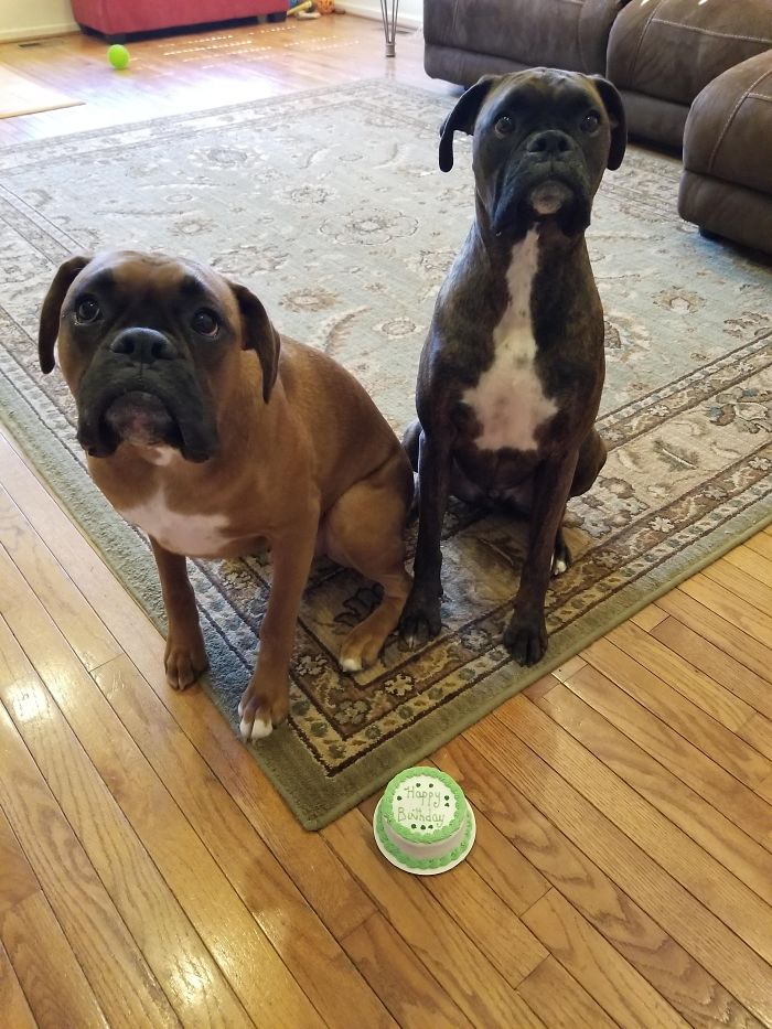 216 Hilarious Photos That Prove Boxers Are The Weirdest Yet Most Adorable Dogs Ever