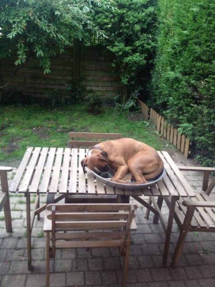 216 Hilarious Photos That Prove Boxers Are The Weirdest Yet Most Adorable Dogs Ever
