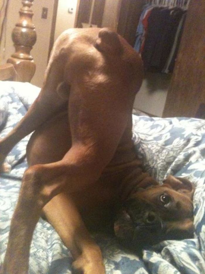216 Hilarious Photos That Prove Boxers Are The Weirdest Yet Most Adorable Dogs Ever