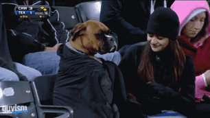 216 Hilarious Photos That Prove Boxers Are The Weirdest Yet Most Adorable Dogs Ever