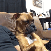 216 Hilarious Photos That Prove Boxers Are The Weirdest Yet Most Adorable Dogs Ever