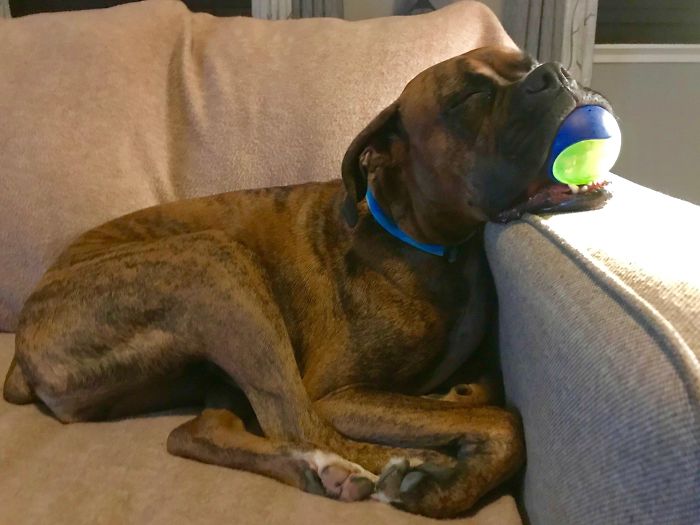 216 Hilarious Photos That Prove Boxers Are The Weirdest Yet Most Adorable Dogs Ever