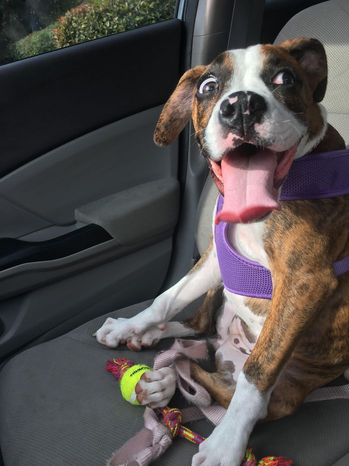 216 Hilarious Photos That Prove Boxers Are The Weirdest Yet Most Adorable Dogs Ever