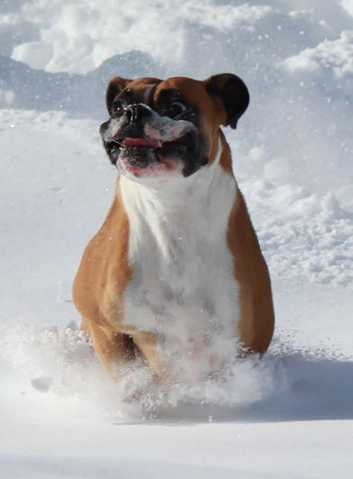 216 Hilarious Photos That Prove Boxers Are The Weirdest Yet Most Adorable Dogs Ever
