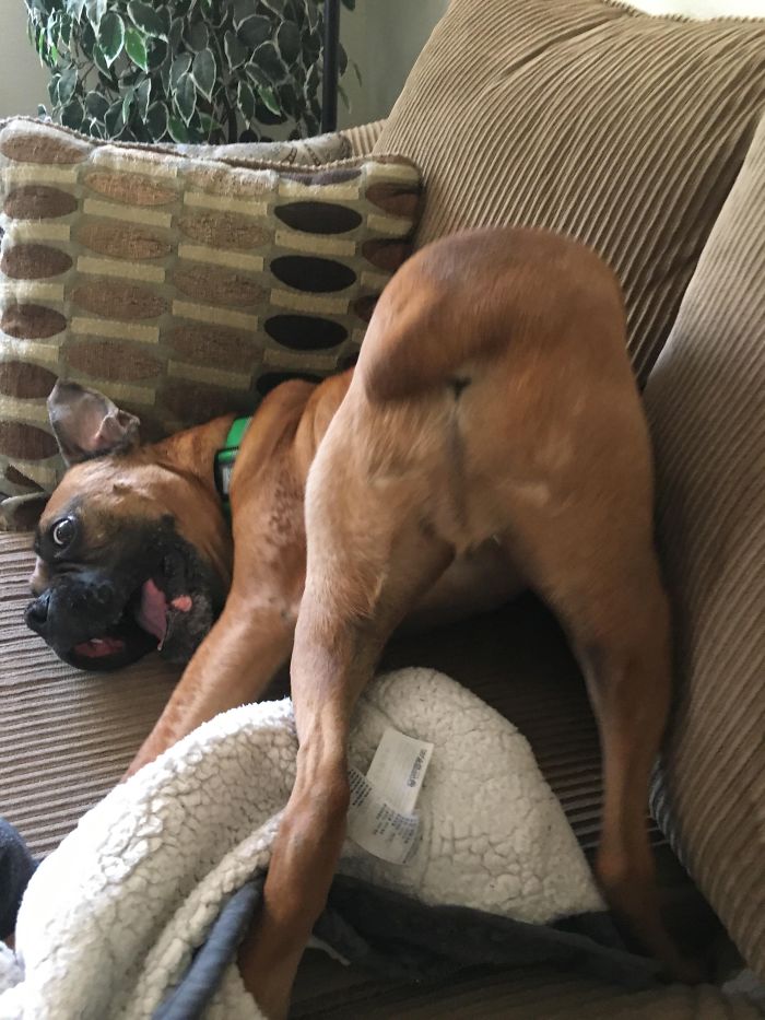 216 Hilarious Photos That Prove Boxers Are The Weirdest Yet Most Adorable Dogs Ever