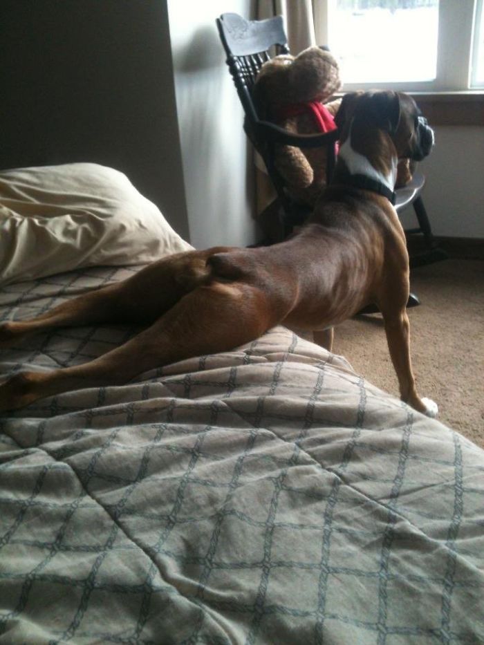 216 Hilarious Photos That Prove Boxers Are The Weirdest Yet Most Adorable Dogs Ever