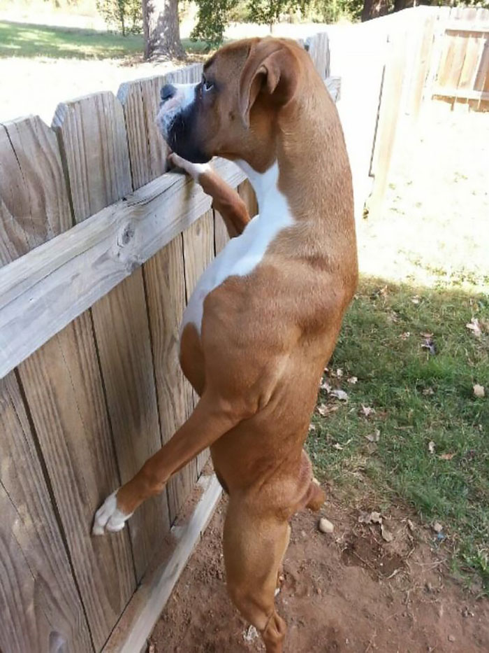 216 Hilarious Photos That Prove Boxers Are The Weirdest Yet Most Adorable Dogs Ever
