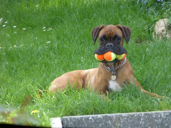 216 Hilarious Photos That Prove Boxers Are The Weirdest Yet Most Adorable Dogs Ever