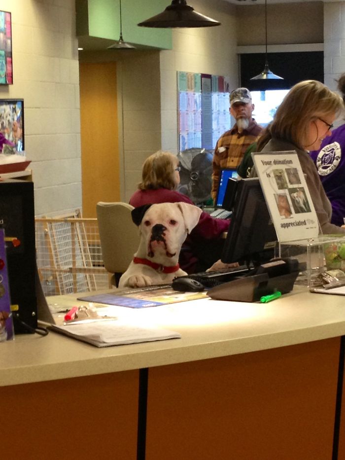 216 Hilarious Photos That Prove Boxers Are The Weirdest Yet Most Adorable Dogs Ever